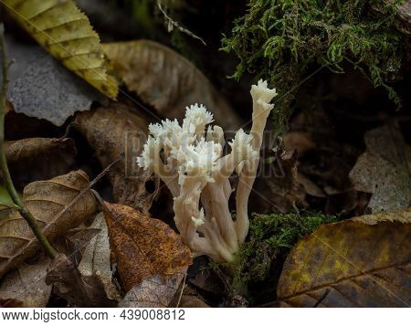 Crested Coral Fungus In Leaf Litter In Woodland
