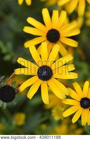 Deams Coneflowers - Latin Name - Rudbeckia Fulgida Var. Deamii (syn. Rudbeckia Deamii)