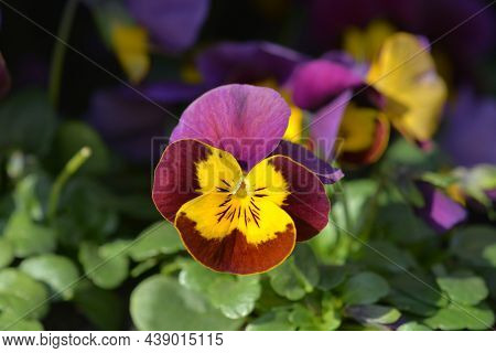 Garden Pansy Flower - Latin Name - Viola X Wittrockiana