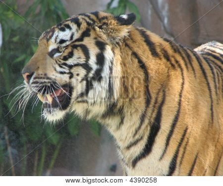 Tigre
