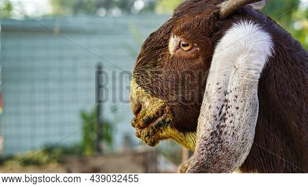 Contagious Ecthyma Infection In The Mouth Of A Brown Goat. Mouth And Foot Common Diseases Of Dairy G