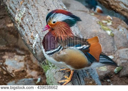 Beautiful Male Or Drake Mandarin Duck With Pretty Feathers. The Mandarin Duck, Lat. Aix Galericulata