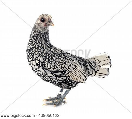 Sebright Chicken In Front Of White Background