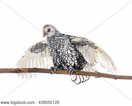 Sebright Chicken In Front Of White Background