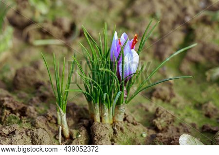 Beautiful Flowers, Purple Saffron Crocuses. Flowering Of The First Snowdrops. Top View. Certificate.