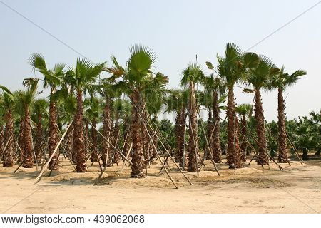 A Plantation Of Phoenix Dactylifera, Commonly Known As Date Or Date Palm Trees