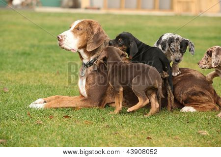 ルイジアナ州 Catahoula 雌犬と子犬