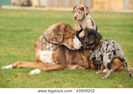 ルイジアナ州 Catahoula 雌犬と子犬