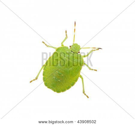 Espécie de bug do escudo verde prasina Palomena branco