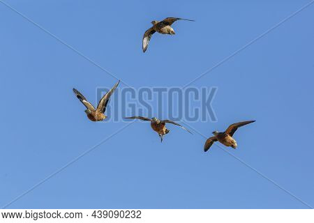 Burchell\'s Sandgrouse In Flight Isolated In Blue Sky In Kgalagadi Transfrontier Park, South Africa;