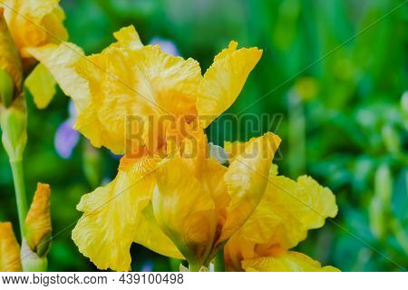 Yellow Irises Flower. Close-up Of Yellow Irises In The Garden