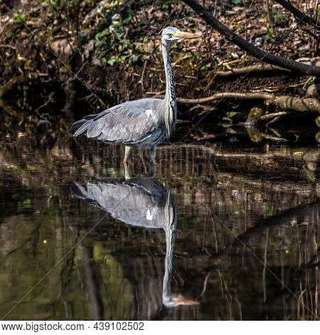 Grey Heron, Ardea Cinerea, A Massive Gray Bird Wading Through A Flat Lake Searching For Fish, With F