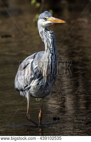 Grey Heron, Ardea Cinerea, A Massive Gray Bird Wading Through A Flat Lake Searching For Fish, With F