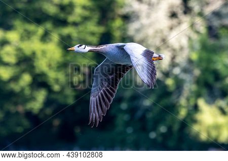 The Bar-headed Goose Flying Over A Lake At Munich. Anser Indicus Breeds In Central Asia In Colonies 