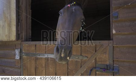 The Camera Slide On The Horses Nose Brown Color. A Lovely Horse In A Ranch Stall Or Farm. Hippothera