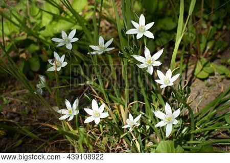 Closed Buds And White Flowers Of Ornithogalum Umbellatum In April