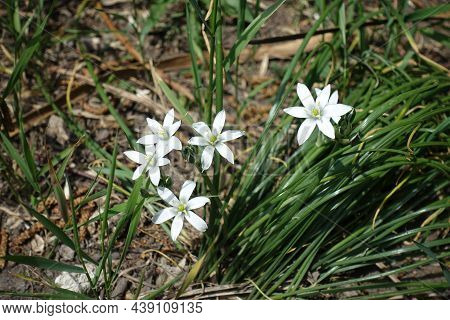Five White Star Shaped Flowers Of Ornithogalum Umbellatum In April