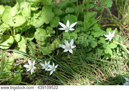 Multiple White Star Shaped Flowers Of Ornithogalum Umbellatum In April