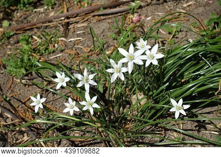 Star Shaped White Flowers Of Ornithogalum Umbellatum In April