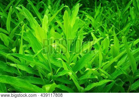 Green Background Texture Of Hedychium Coronarium Leaves With Dew Drops.