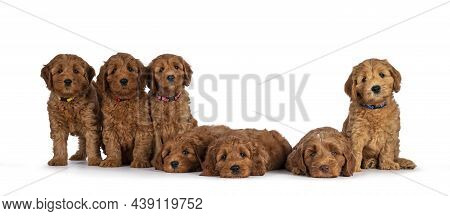 Row Of Seven Adorable Red 8 Weeks Young Cobberdog Aka Labradoodle Puppies, Sitting And Laying All Be