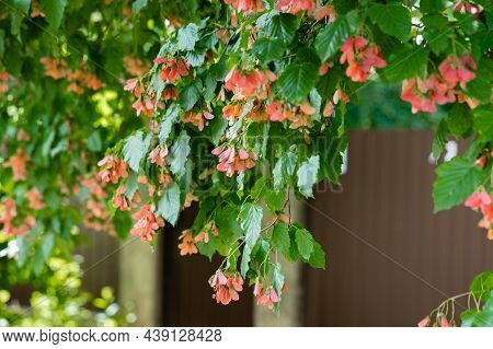 A Close-up Of The Reddish-pink Ripening Fruits Of The Tatar Maple.