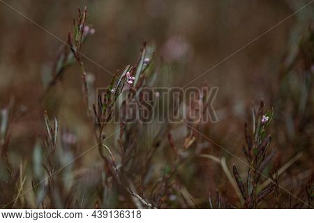 Andromeda Polifolia Plant Close Up In Swamp. Brown Background