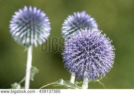 Southern Globethistle (echinops Ritro)