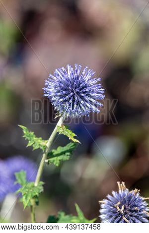 Close Up Of Southern Globethistles (echinops Ritro) In Bloom