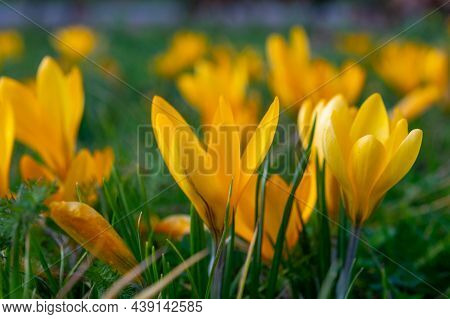First Spring Flowers, Blossom Of Yellow Crocusses