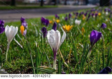 Spring In The City, Blossom Of Colorful Crocusses In Sunny Day
