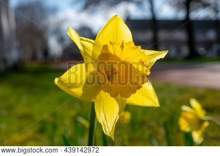 Spring In The City, Blossom Of Yellow Daffodils Narcissus Flowers In Sunny Day