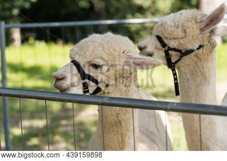 Two Alpacas Stand In The Fenced Off Area - Pako Portrait, Llama And Camels