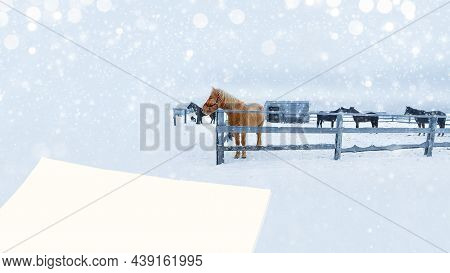 Unfocused Snow-covered Background With Horses In A Paddock And Blank Paper For Text. The Concept Of 