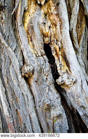 Old Acacia Tree Bark Texture Detail, Background Acacia Bark Texture Close Up