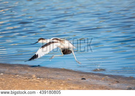 Water Bird Pied Avocet, Lat. Recurvirostra Avosetta, Takes Off From The Shore Of The Lake. The Pied 