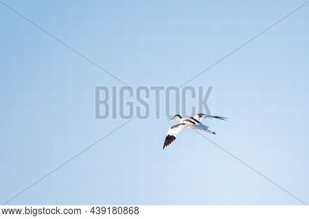 Water Bird Pied Avocet, Lat. Recurvirostra Avosetta, Flies Over The Lake. The Pied Avocet Is A Large