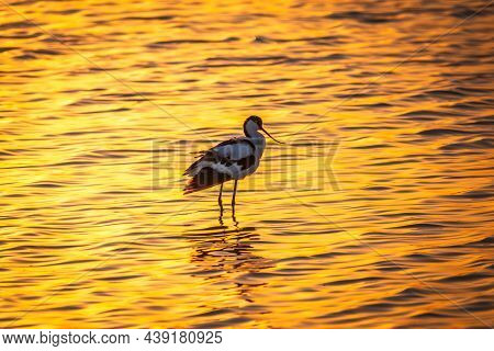 Water Bird Pied Avocet, Recurvirostra Avosetta, Standing In The Water In Orange Sunset Light. The Pi
