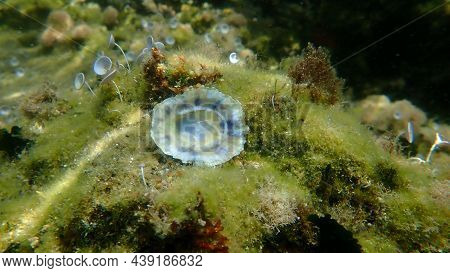 Seashell Of Sea Snail Common Limpet Or Common European Limpet (patella Vulgata) On Sea Bottom, Aegea