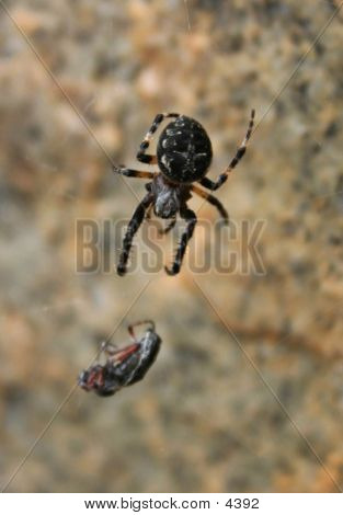 Spinne Essen Fly