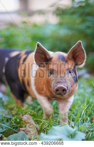 Young Colourful Pigling On A Green Grass.