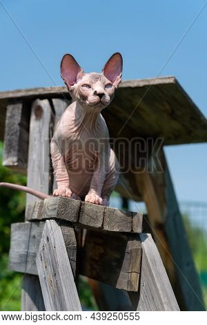 Canadian Sphynx Cat, 4 Months Old, Sitting High On Stairs On Playground Of Cattery Against Blue Sky 