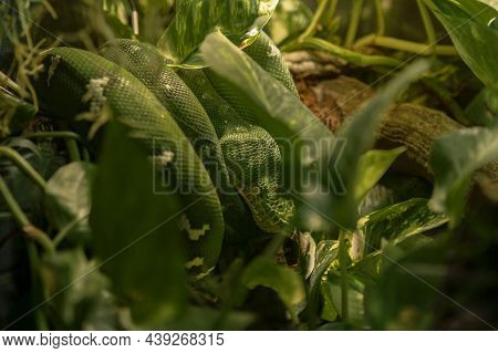 Photo Of Emerald Boa (corallus Caninus) Coiled And Camouflaged In Vegetation