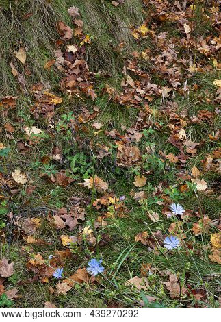 Chicory Grows In A Roadside Swale, Door County, Wisconsin