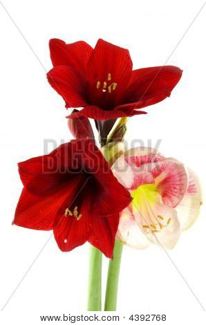 Amaryllis