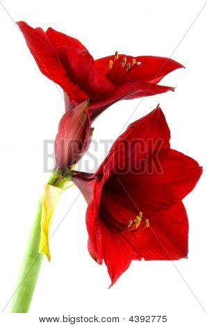 Amaryllis