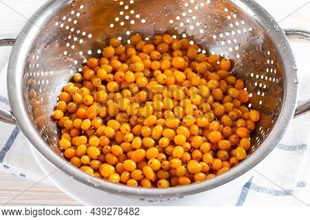 Fresh Sea Buckthorn In A Colander. Harvesting Sea Buckthorn For The Winter. Frozen Sea Buckthorn