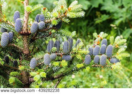 Thick Green Spruce Branches With Young Blue Cones And Coniferous Needles.