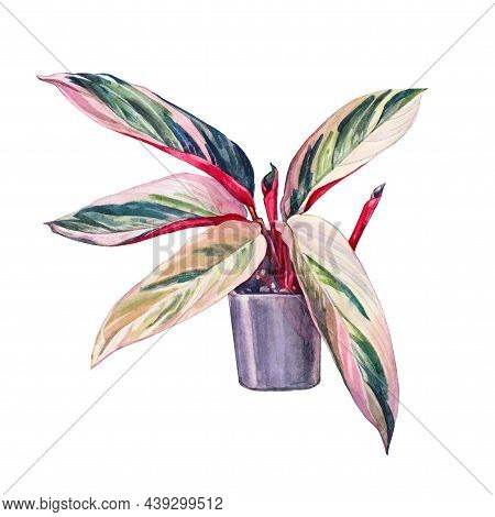 Watercolor Plant Stromanthe Ficus With Green And Pink Leaves In Black Pot Isolated On White Backgrou