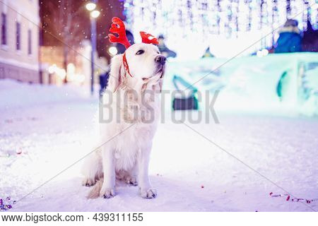 Dog In New Year Costume Awaits Christmas, Labrador Is Sitting On Street In Winter, Background Is Ill